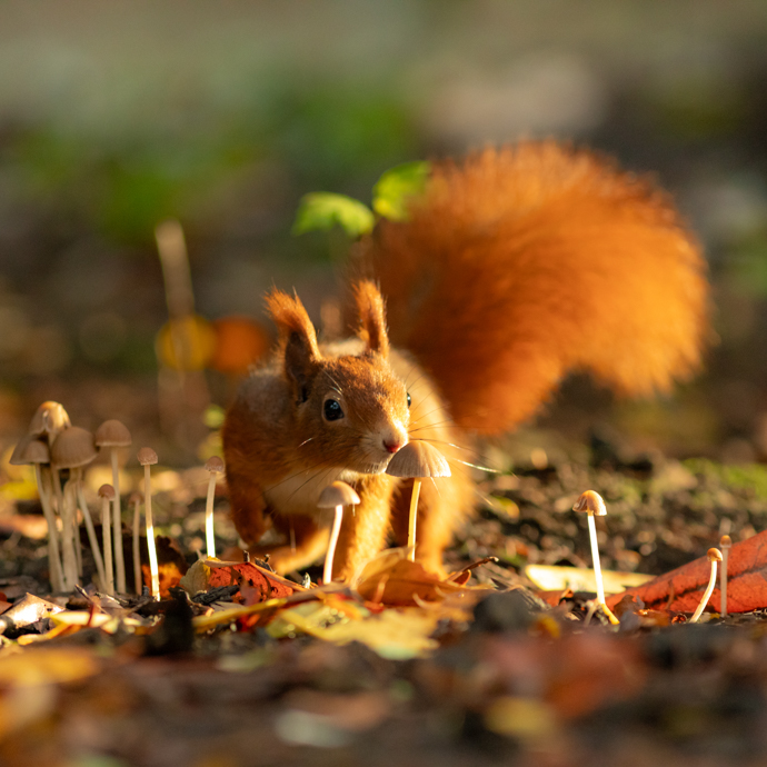 Natur hautnah – beeindruckende Tierfotografie im herbstlichen Rombergpark Dortmund